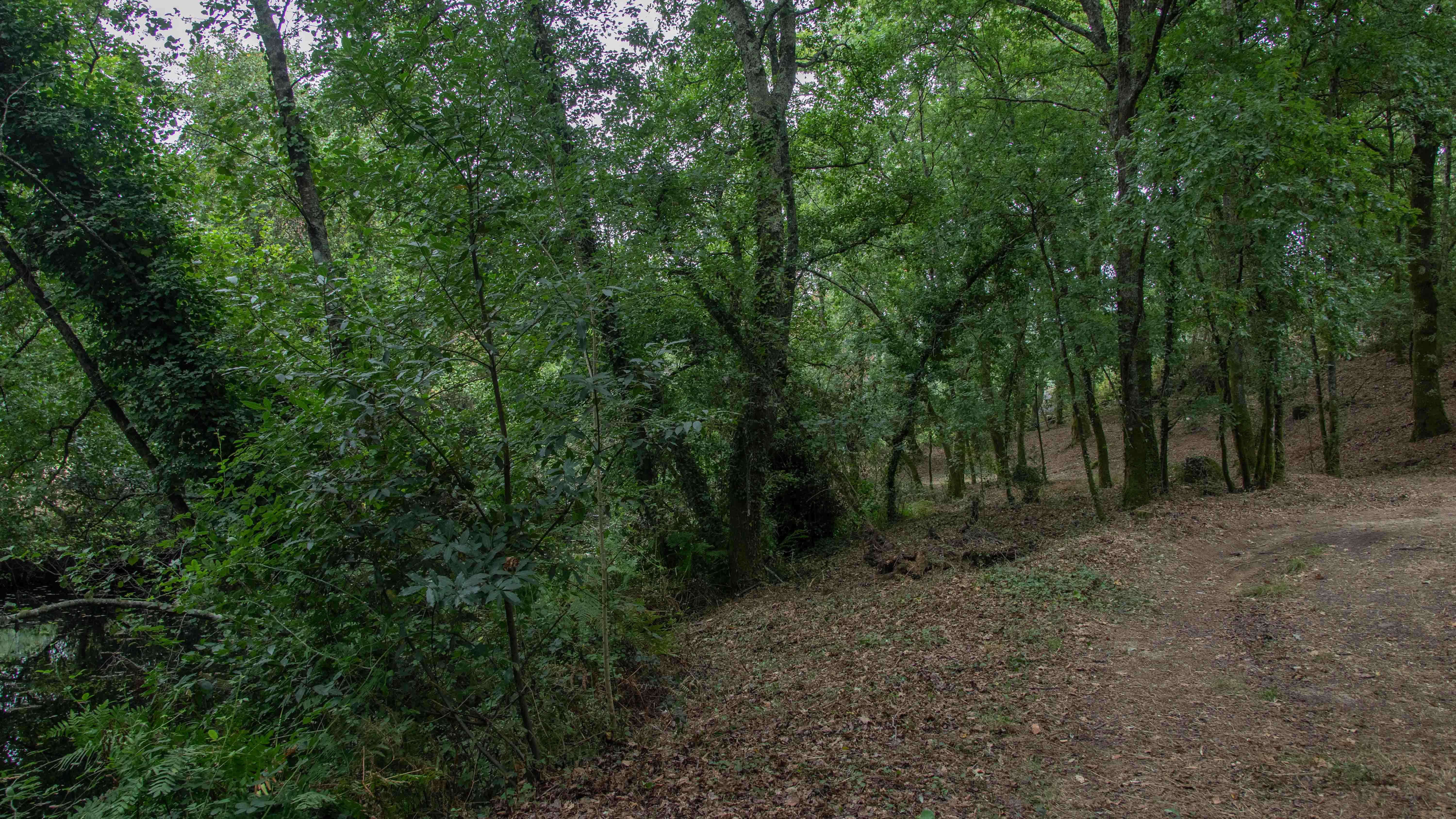 Loureiro